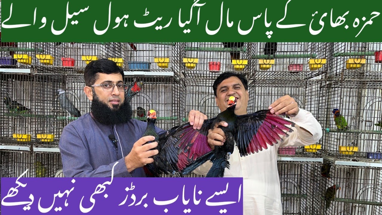Hamza Bhai Le Aye New Variety Exotic Birds Ki |  Aise Birds Jo Dekhne Me Nahi Milte Quality Lajawab