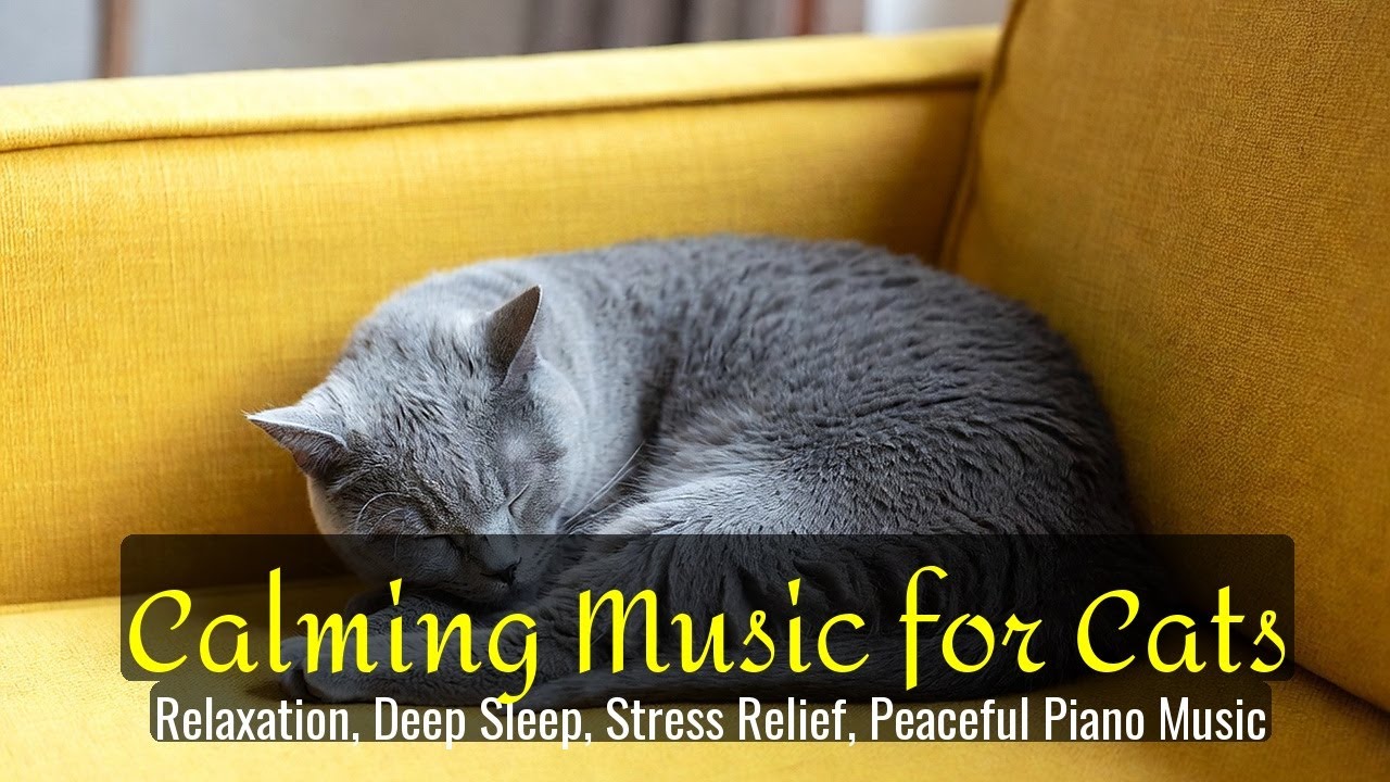 LIVE Sweet Kitten Nap Time for Anxiety Relief and Calm Mind 😴 | Season 39