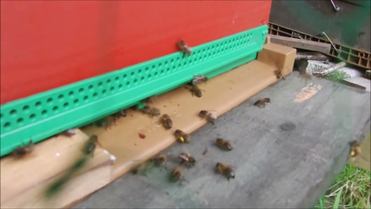 le filet anti frelon sur mes ruches déstresse mes abeilles elles font une bonne miellée de lierre