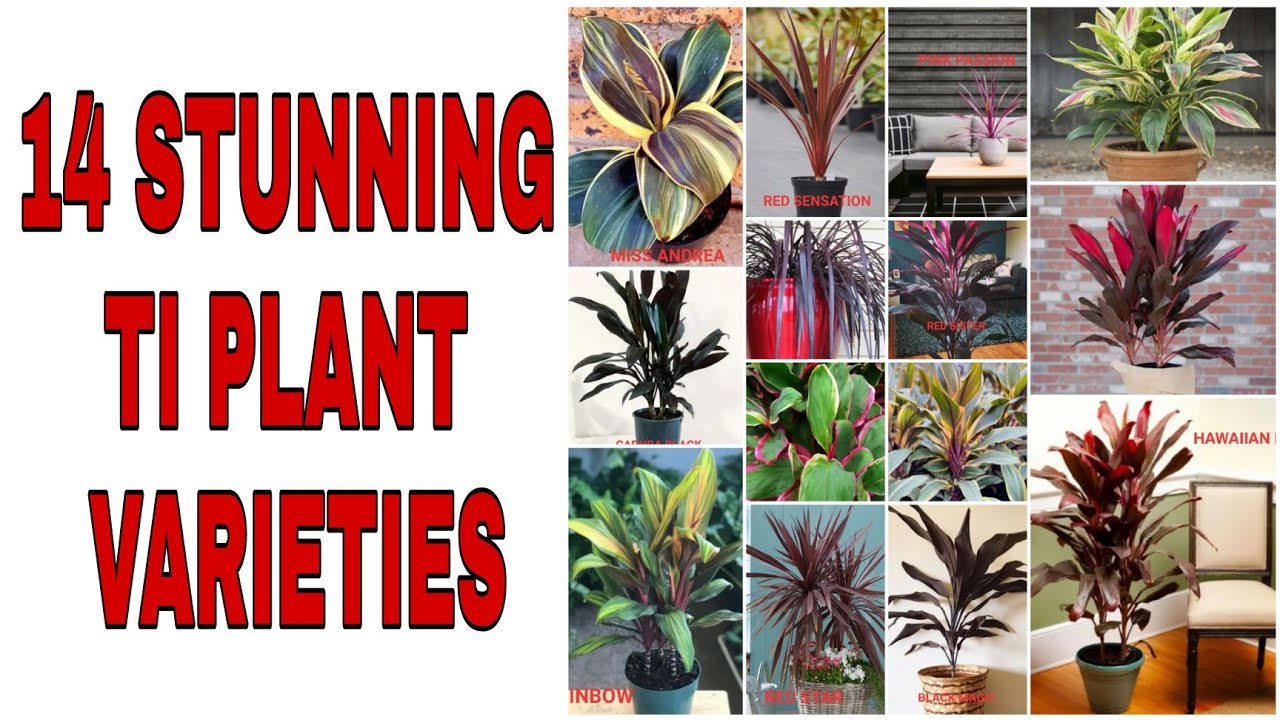14 BEAUTIFUL TI PLANT VARIETIES
