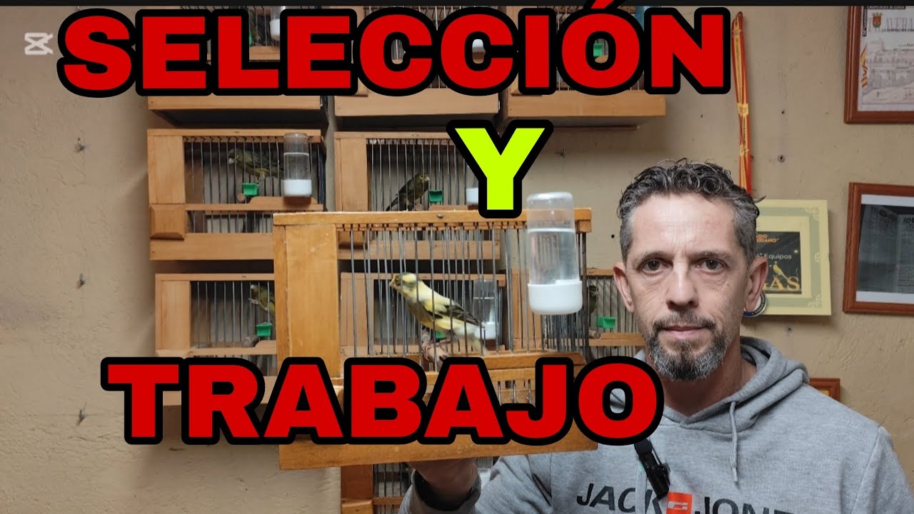 AVIARIO TIMBRADO ESPAÑOL ORIGINAL y SELECCIÓN de EJEMPLARES 💯🎶
