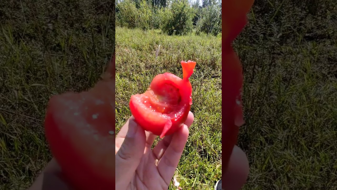 ТЭЛЛЭЙДЬИТТЭР
