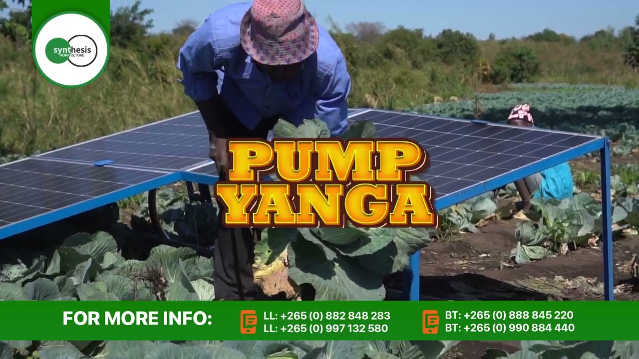 How a Solar Pump Transformed Mr. Vevex Sukumbili’s Fish Farm in Blantyre