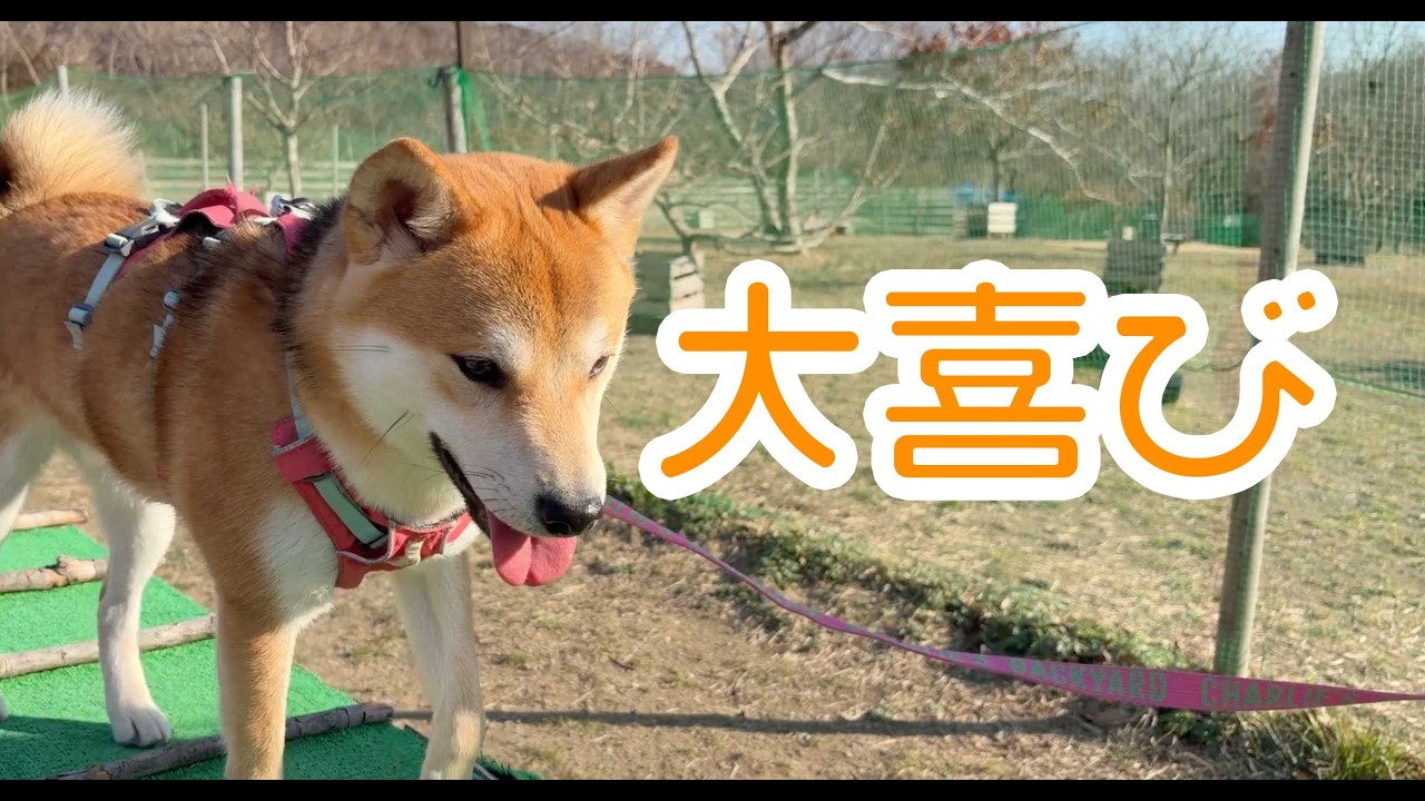 葉山のドッグランで大はしゃぎの柴犬
