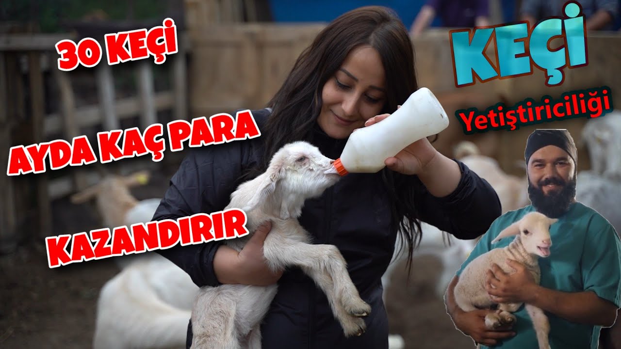 30 KEÇİ 1 YILDA KAÇ PARA KAZANDIRIR (Keçi Yetiştiriciliği ve Keçi Sütü)