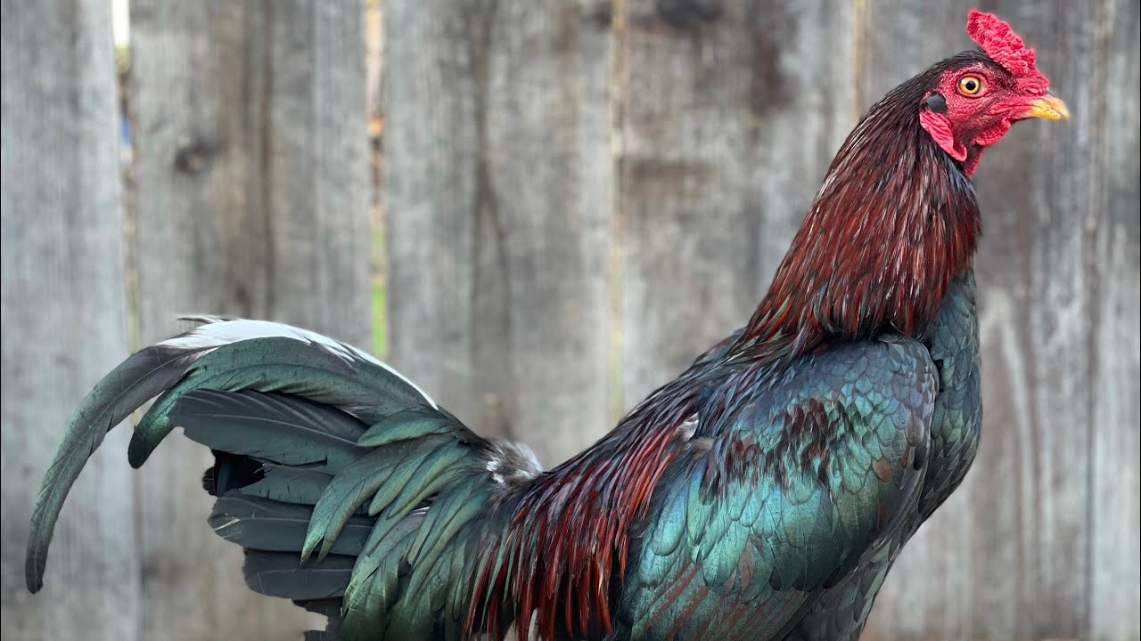 Gallos Asiles De Otra Clase