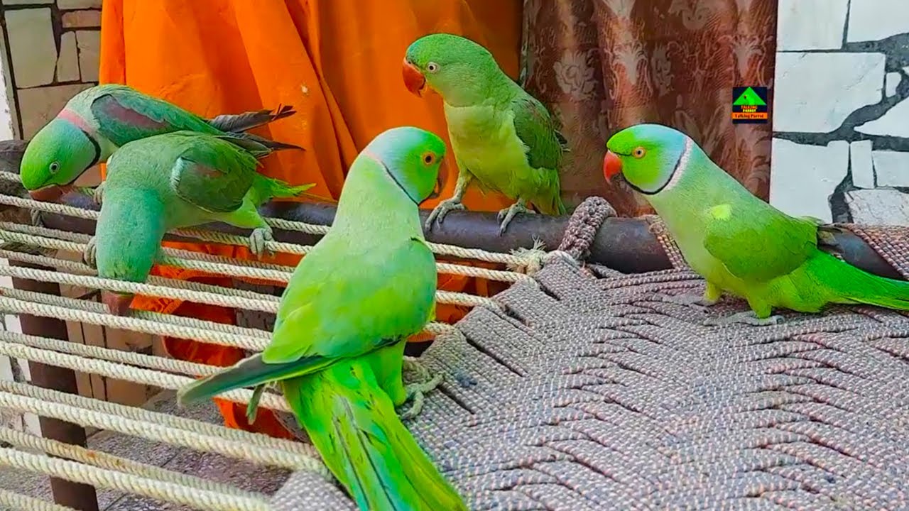 Super-Cute Talking Parrots Having Fun And Urdu Hindi Main Batian Karty Howy Charpai Par