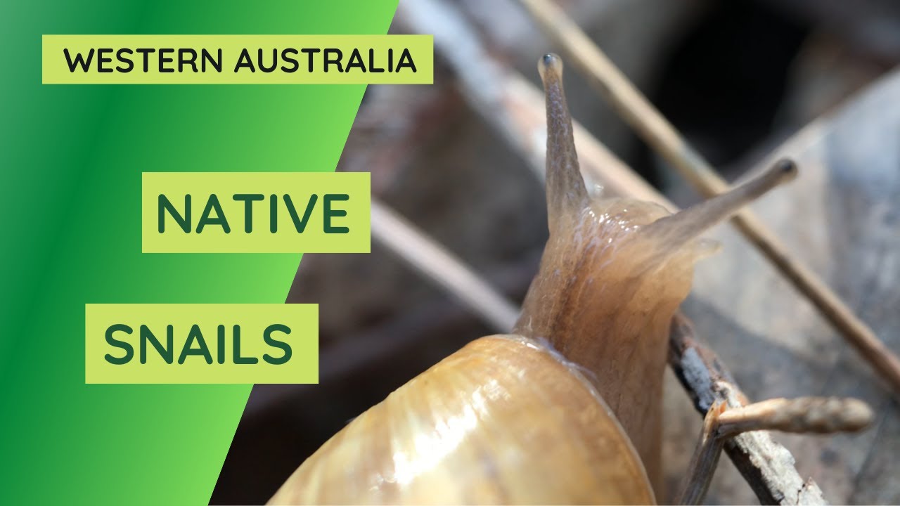Snails of Perth, Western Australia - Bothriembryon bulla and Bothriembryon kendricki.