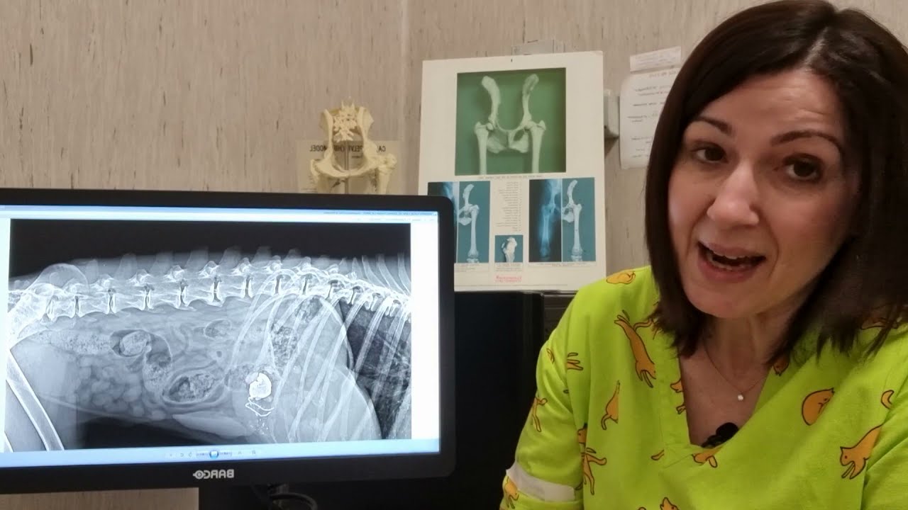 🆘 ingestione corpi estranei