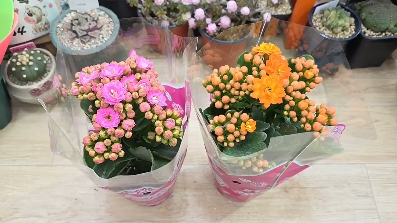 010-7704-3634로 주문주세요 달래다육 입니당~^^