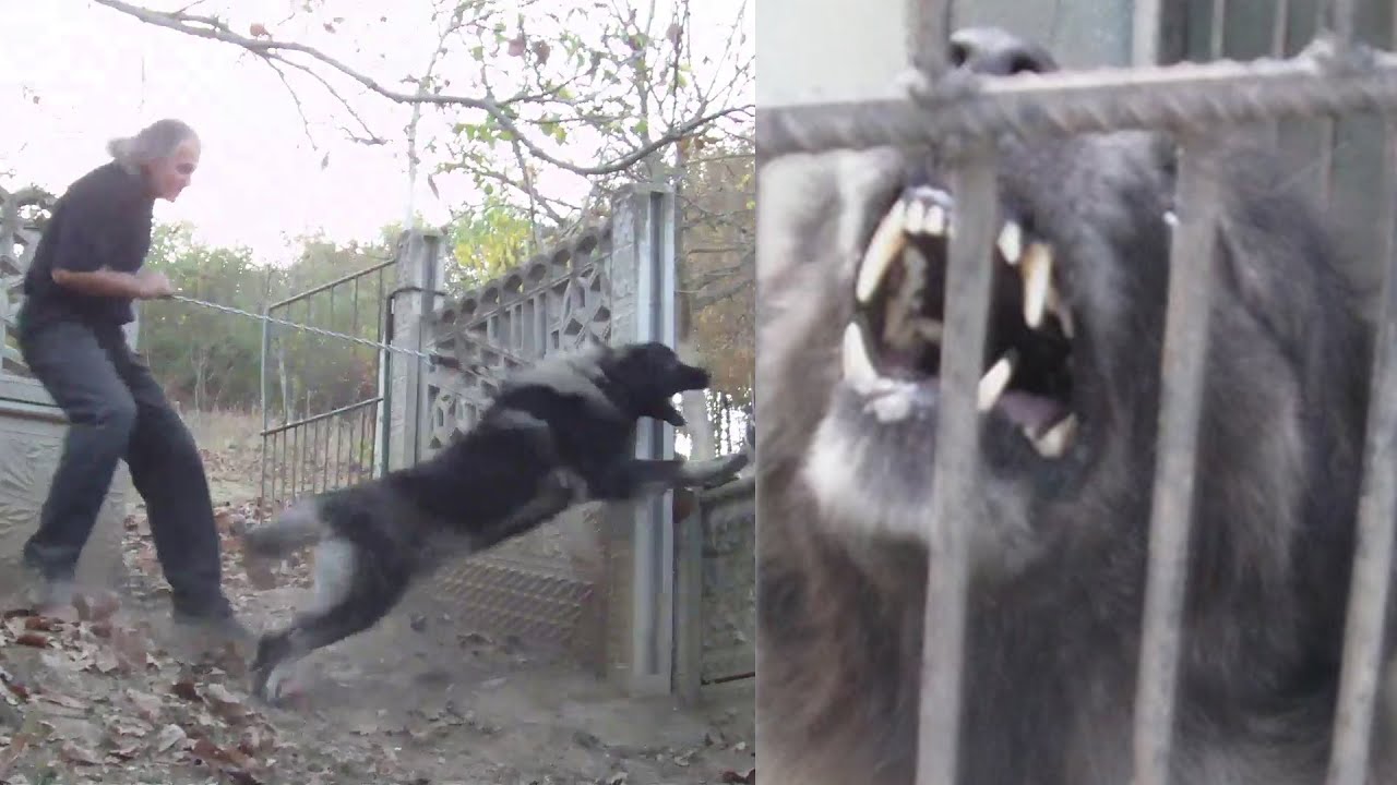 One Of The Best Dog In The World - Sarplaninac - Wolf Killer?