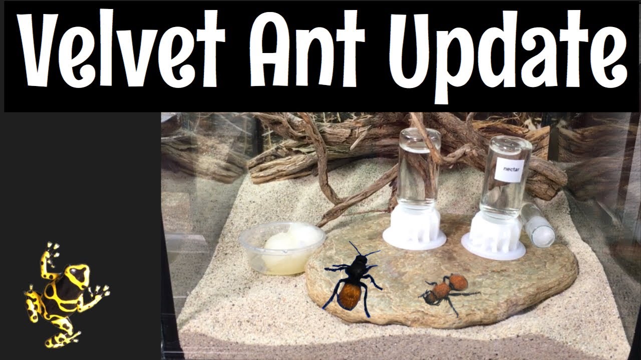 Velvet Ant Update
