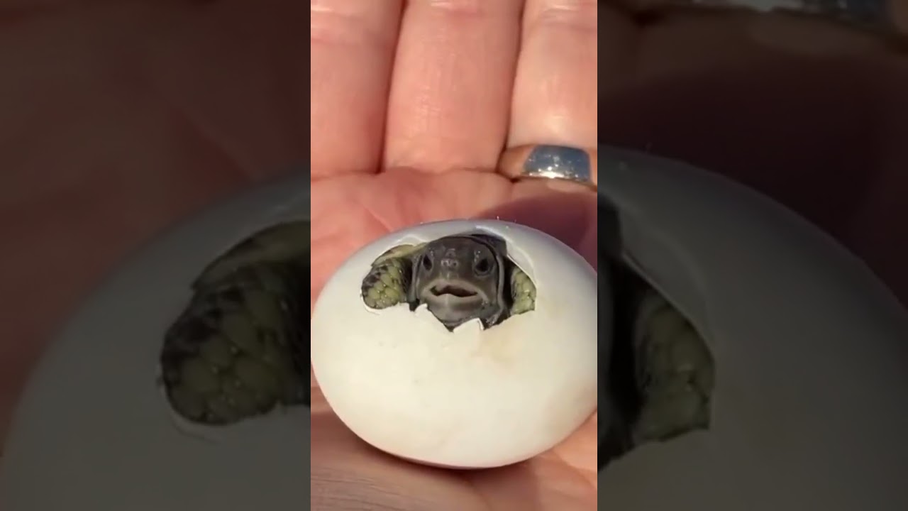 O nascimento do Beb&ecirc; Tartaruga 🐢❤