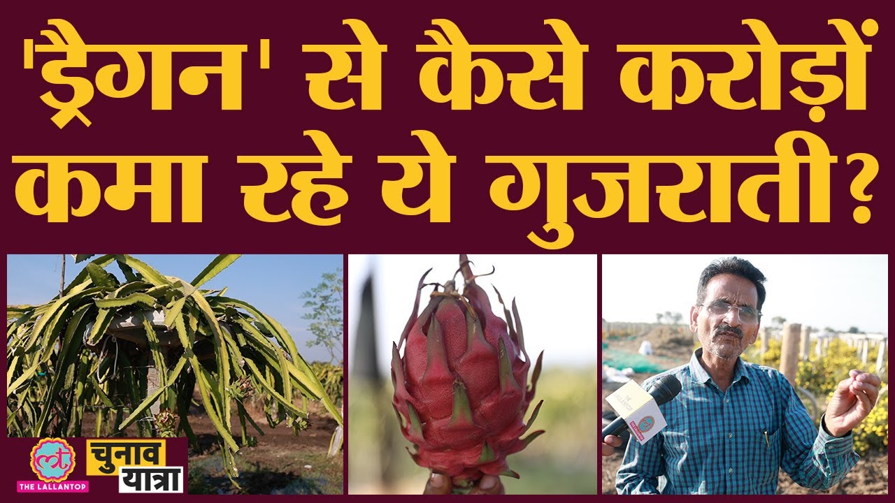 Gujarat में 'ड्रैगन' से कैसे हो रही कमाई, Lallantop का ये वीडियो समझा देगा