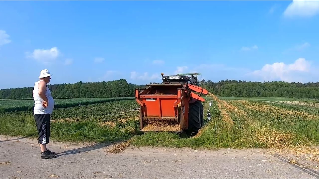 Ścielenie truskawek.