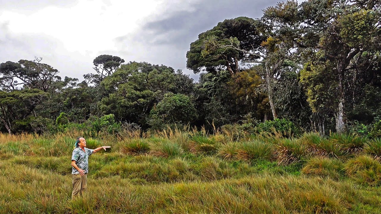 FIELD TRIP WITH PATRICK BLANC IN SRI LANKA - HORTON PLAINS