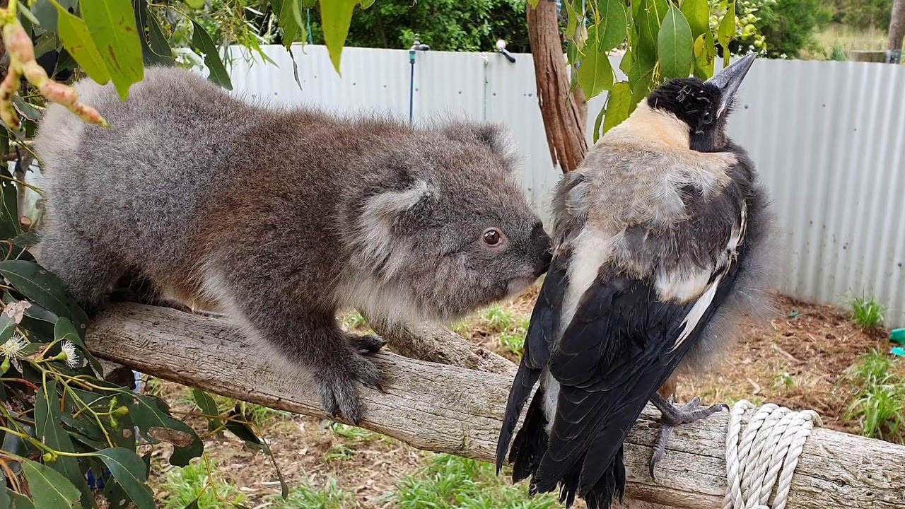 Koala Runs Into Magpie Road Block || ViralHog