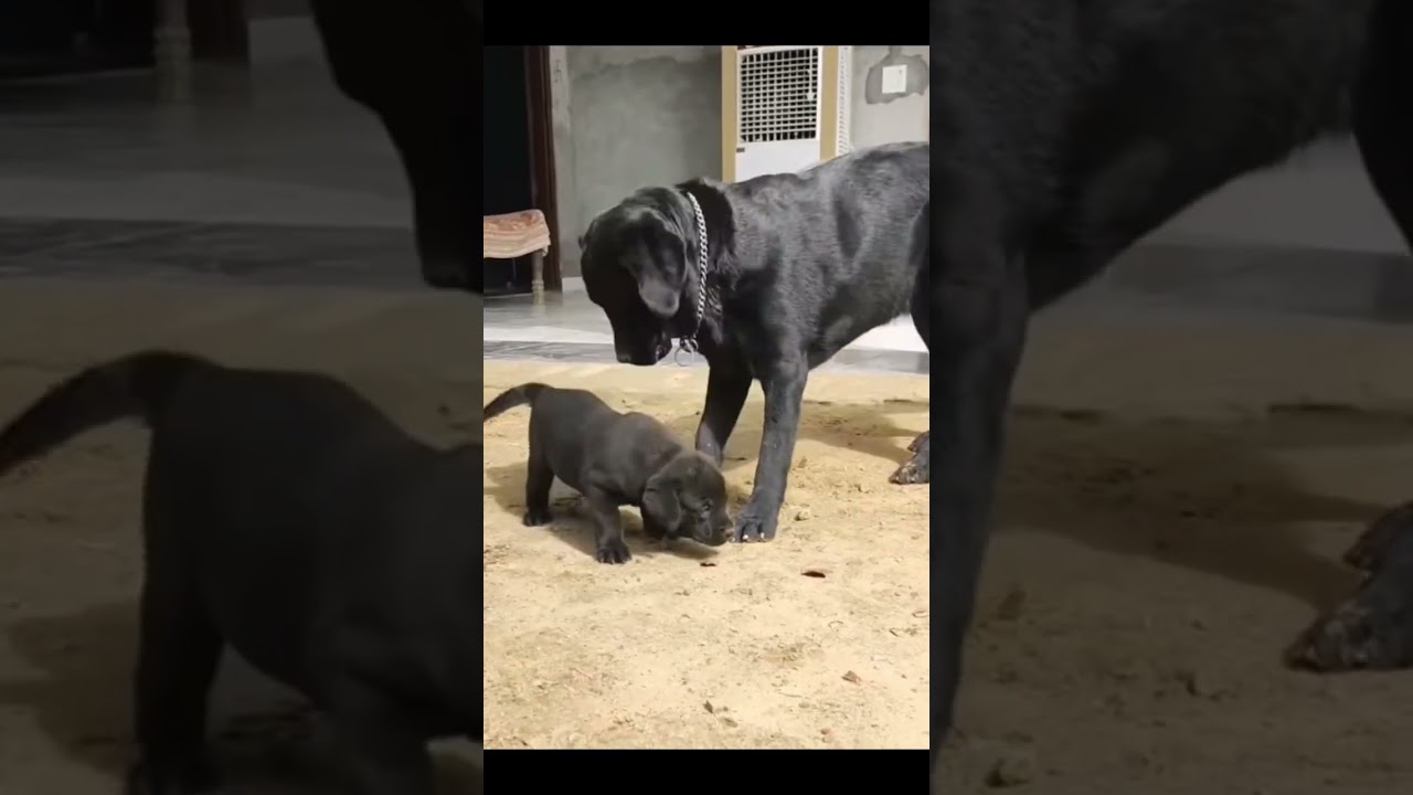 Black labrador status | attitude #shorts