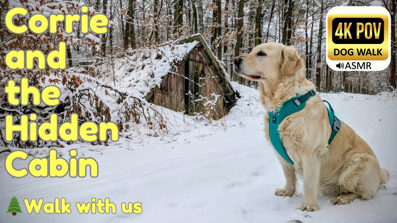 Day 14: Golden Retriever Corrie & The Hidden Earth Cabin 🌲 Fresh Snow Walk | 4K POV ASMR