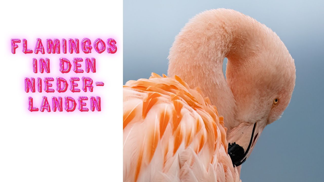 Flamingos in den Niederlanden