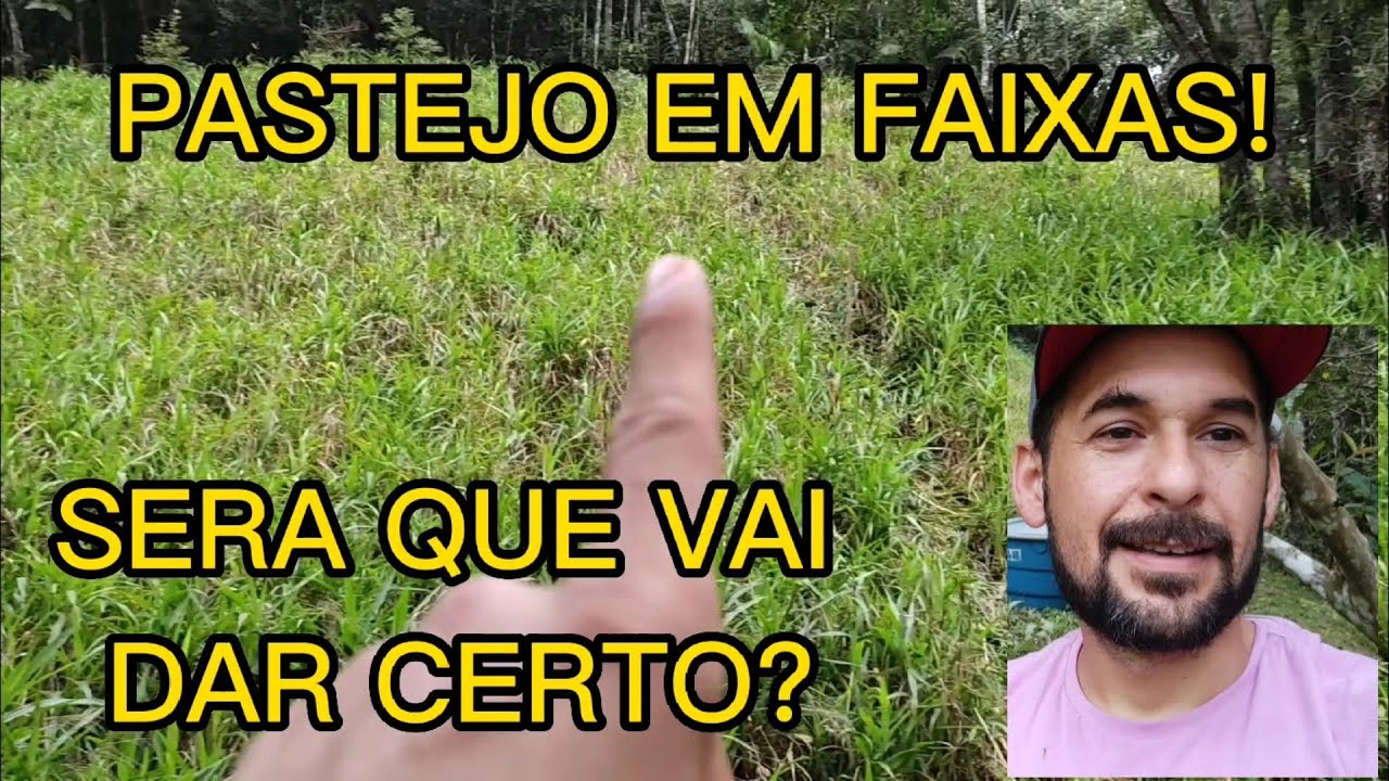 Pastagem rotacionado em faixas, coloquei os bezerros mais fracos no pasto de gramao!
