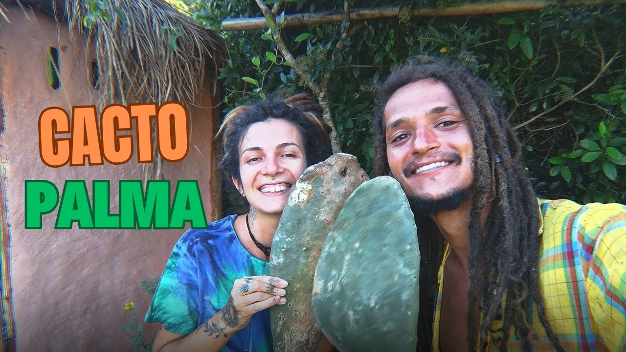 OLHA O QUE FIZEMOS COM O CACTO PALMA