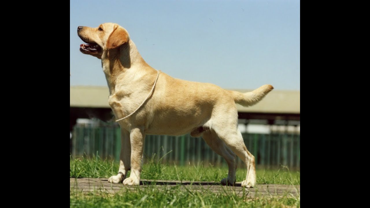Labrador