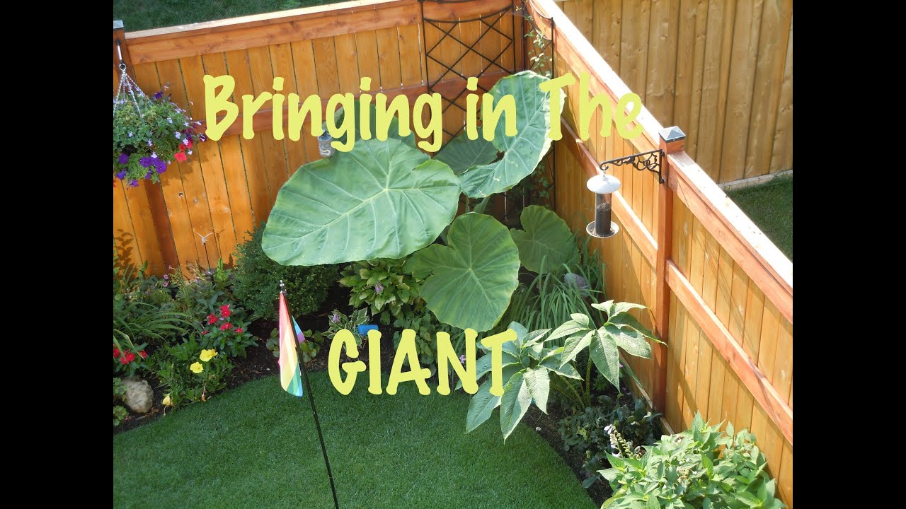 Colocasia gigantea - Bringing in the Giant