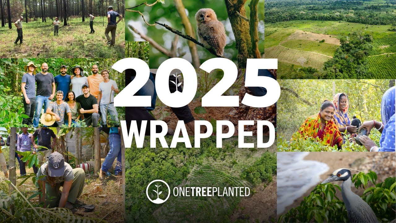 Завершение проекта 2025 года | Посажено одно дерево
