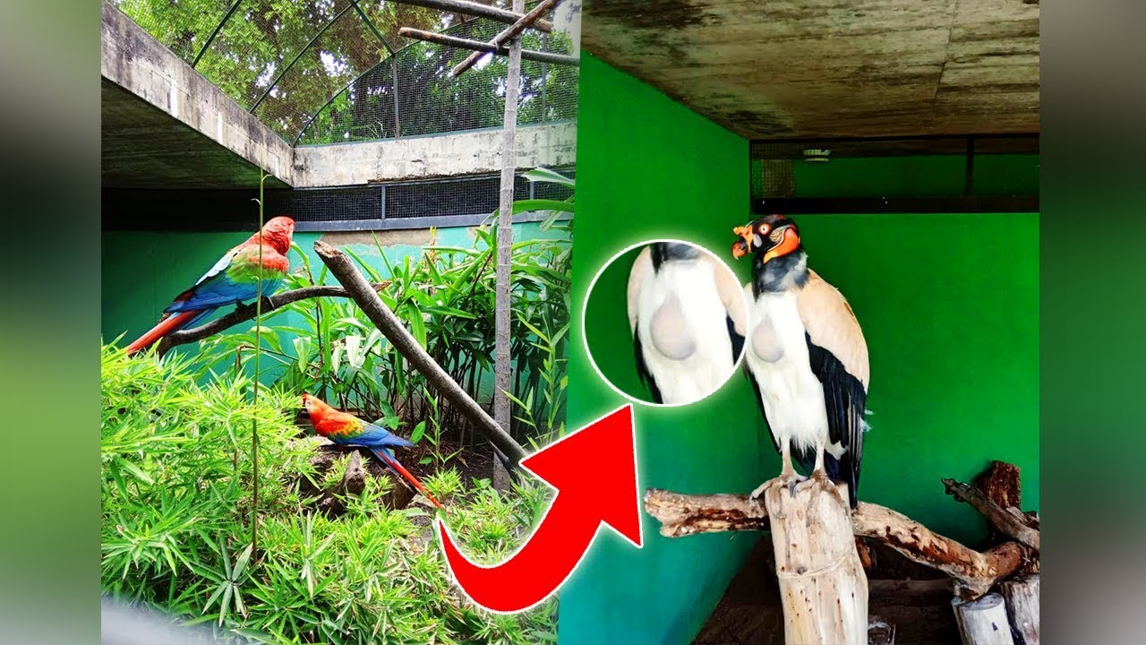 Sorprendente Lo Que Vi En Un Aviario Ubicado En Caracas - Venezuela