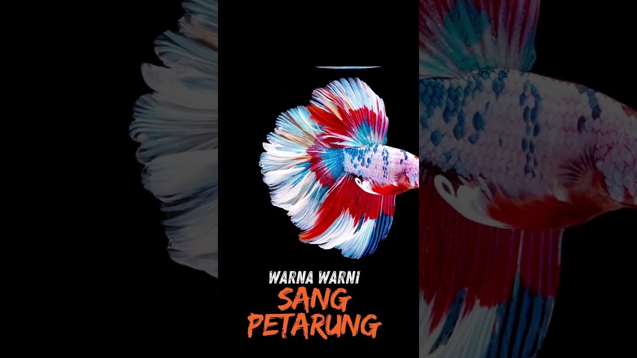 Ikan Cupang II Warna Indah Sang Petarung