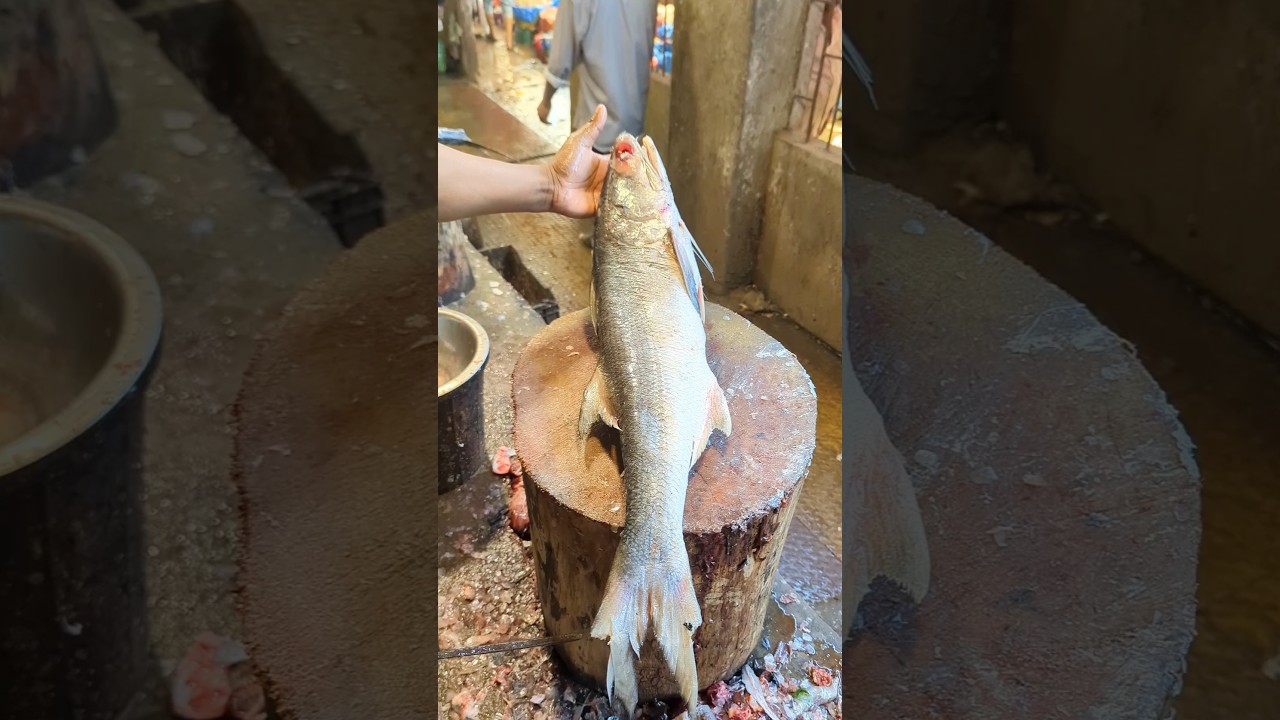 Super Fast Rawas Fish Cutting & Chopping By Expert Fish Cutter | Fish Cutting BD