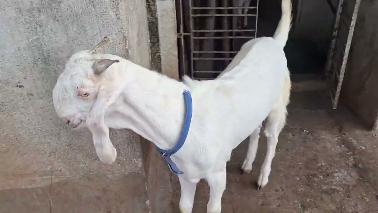 FOR SALE CONTACT MASHA ALLAH GOAT FARM W B HOWRAH SHIBPUR FIROZ BHAI MOB NO 9330446460