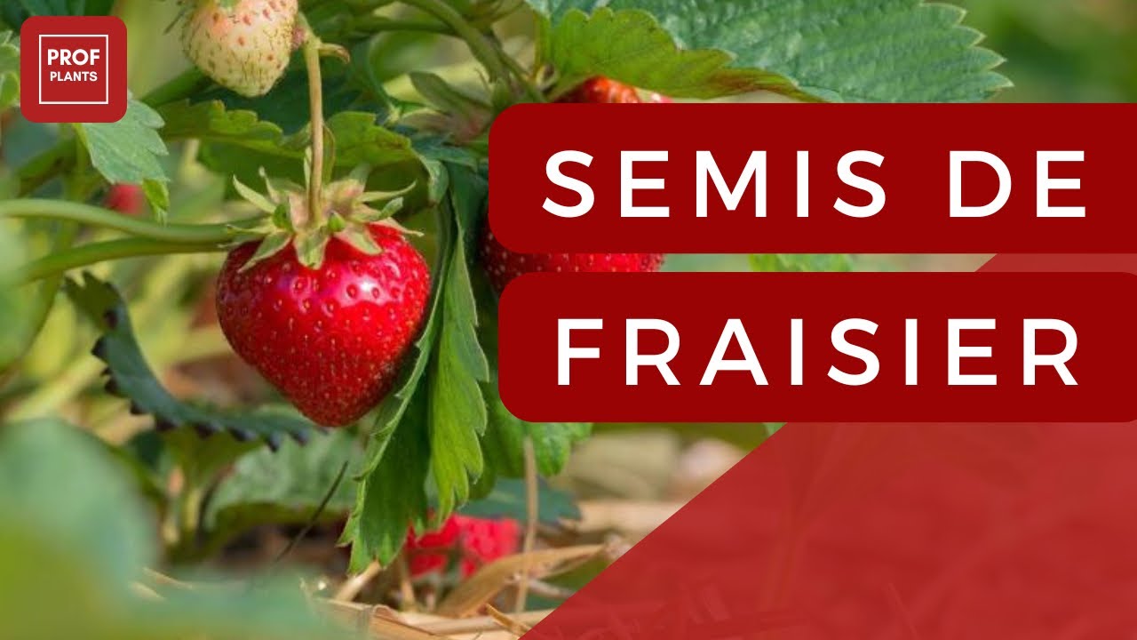 SEMIS DE FRAISIERS COMMENT FAIRE DES FRAISIERS &Agrave; PARTIR DE GRAINES