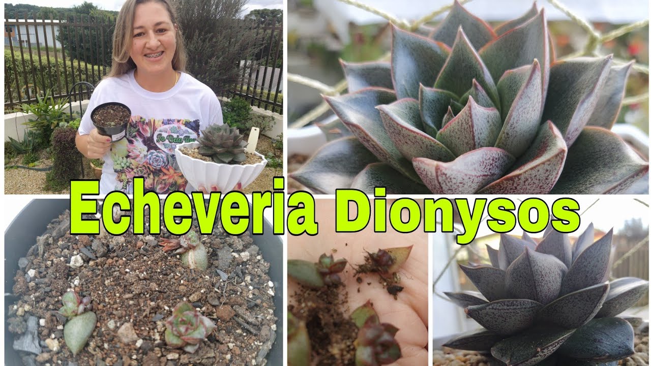 Dicas: Echeveria Dionysos Suculenta Delicada e linda...❤️