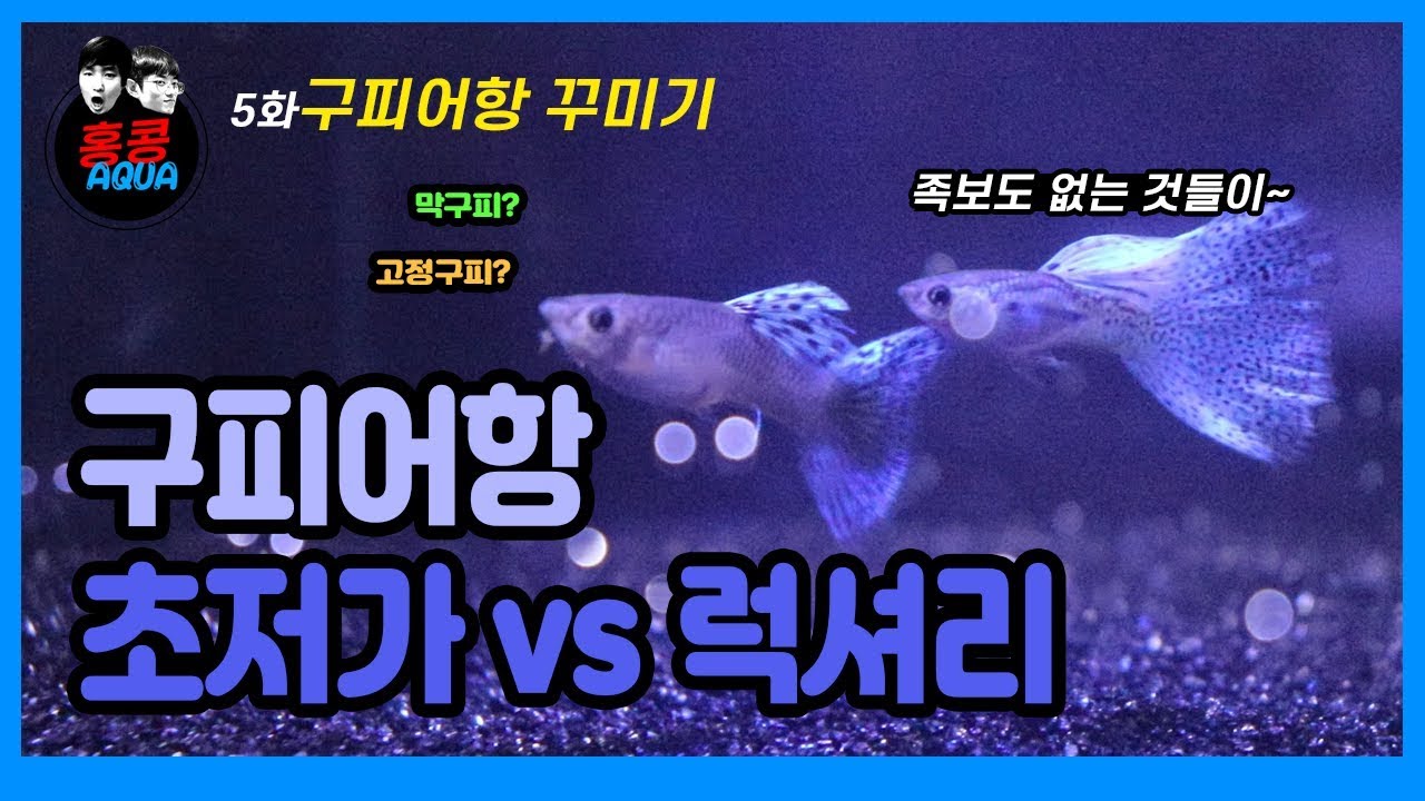 5화 구피어항세팅 초저가세팅vs럭셔리세팅 │ 구피정보 및 구피 키우기, 어항꾸미기