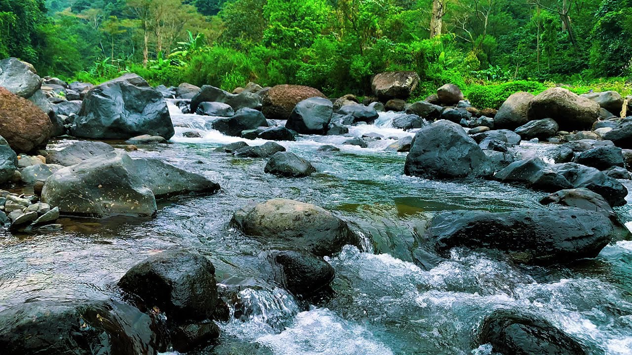Healing Forest Ambience - Peaceful River Flow and Echoing Birdsong in Sacred Forest for Sleep