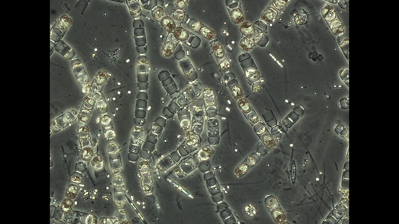 Ice Diatoms Are Mobile in Ice