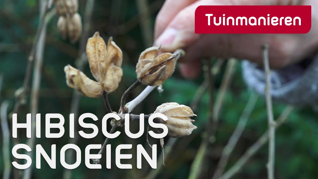De Hibiscus, hoe snoei je de hibiscus? | Maart | Tuinmanieren
