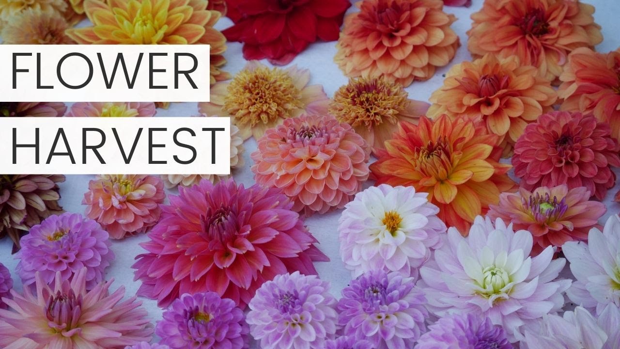 DAHLIAS AND SUNFLOWERS - DONATION HARVEST! Cut Flower Garden BEFORE Fall Planting Starts!!!