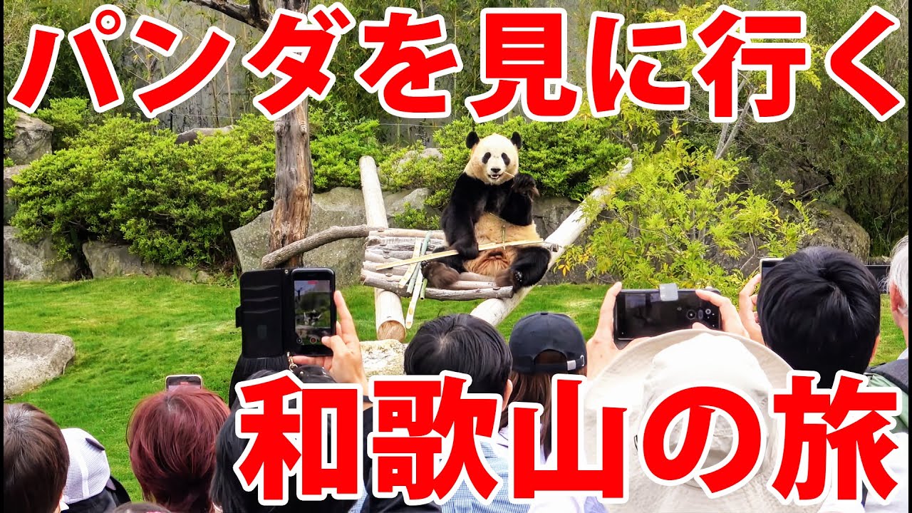 【和歌山】まもなく中国に返還されるパンダを見に行ってみた！【アドベンチャーワールド】