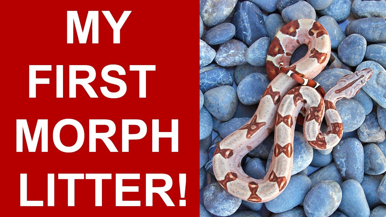 Marron Jungle Litter is Born- My First Morph Boa Constrictor Litter!