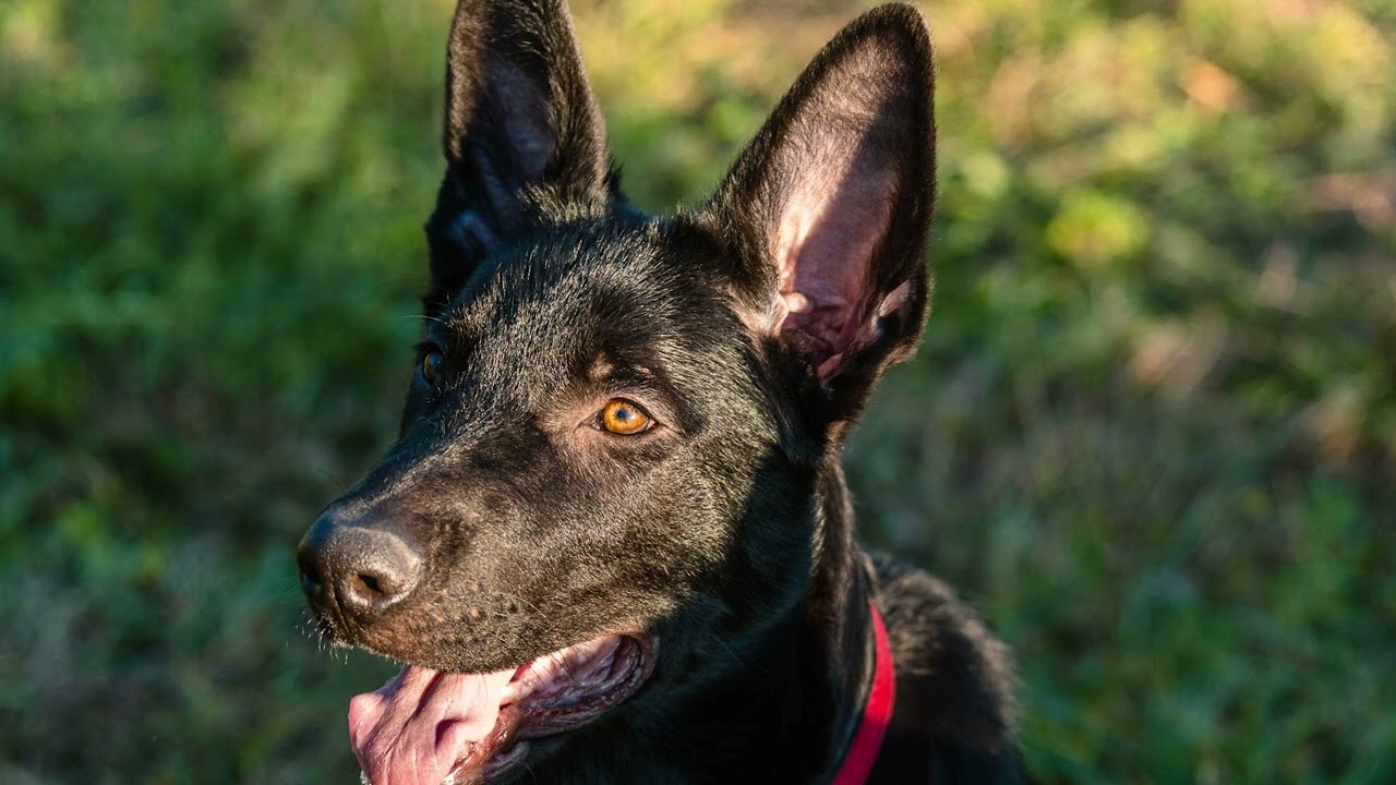 Leo and Maloo | The Arboretum | Canberra Pet Photography
