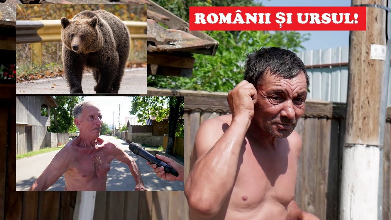 Ce face românul când vede URSUL? – Vă este FRICĂ de urs?🧸 / Despre CURAJ și NEPĂSAREA autorităților!