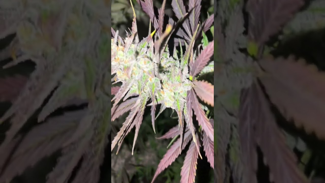 Day 75 in the basement grow #weed #weedzao #weedporn