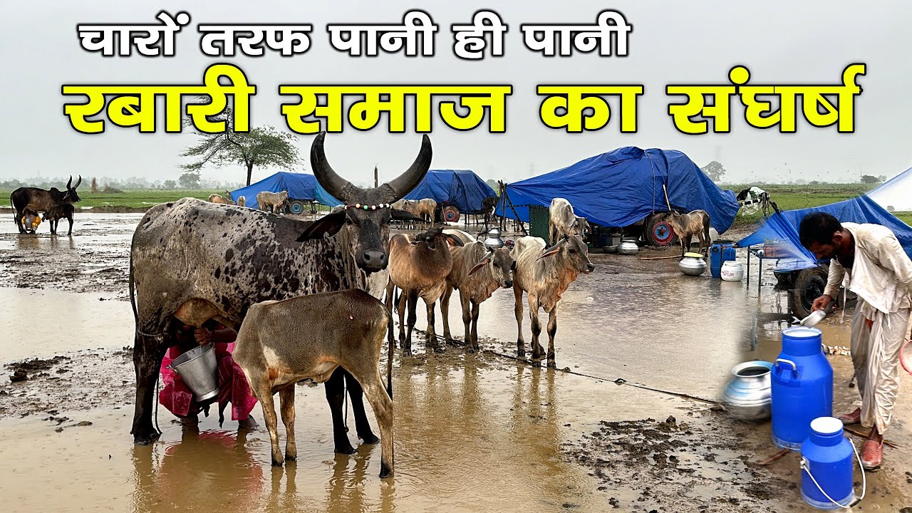 रबारी समाज का संघर्ष । बारिश के मौसम में रबारी भाईयो का संघर्ष #rabari #kankrej