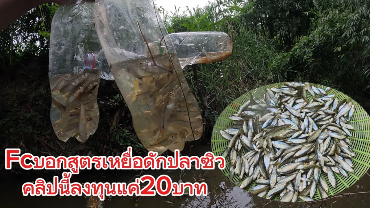 Fcบอกสูตรเหยื่อดักปลาซิว คลิปนี้ลงทุนแค่20บาท!