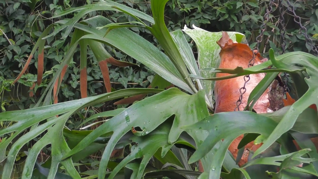 Good Plants for North Florida