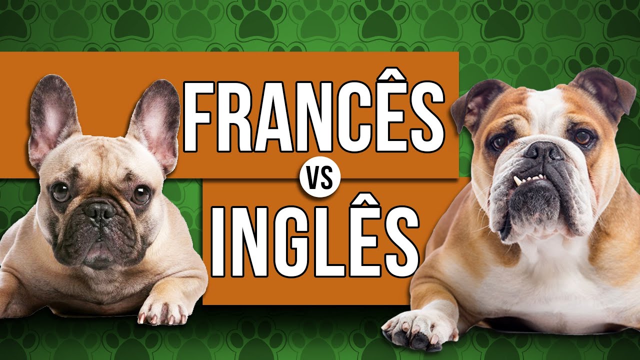 BULDOGUE FRANCÊS vs BULDOGUE INGLÊS - Comparação