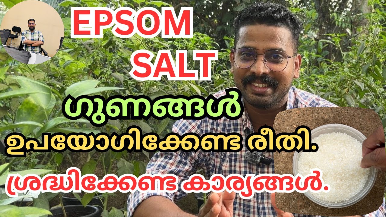 Epsom Salt വളത്തെ കുറിച്ച് അറിയേണ്ടത് എല്ലാം. | HOW TO USE EPSOM SALT FOR PLANTS |#agriculture